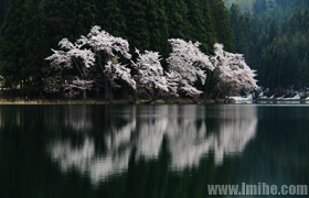 湖面倒映的中子樱花