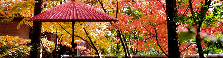 京都洛西的枫叶之旅